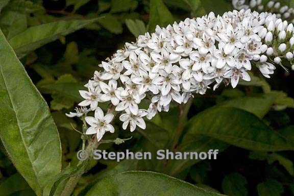 lysimachia clethroides 4 graphic